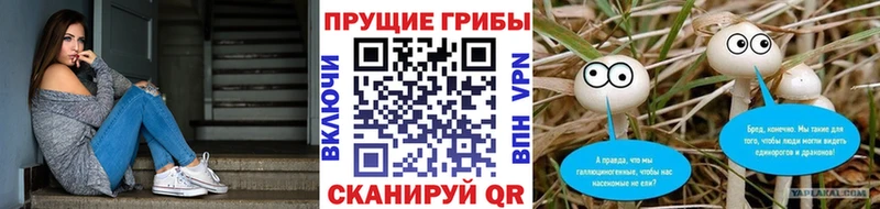 Купить  Обь  Псилоцибиновые грибы GOLDEN TEACHER 